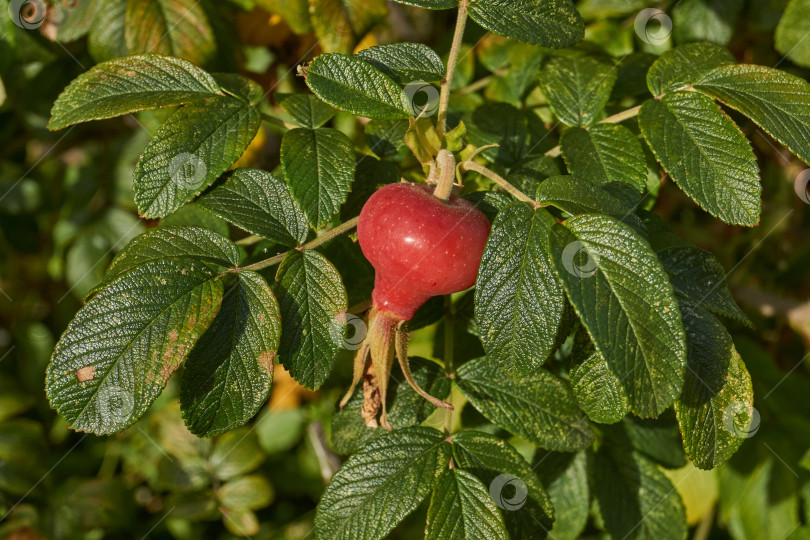Скачать В саду расцвел шиповник (лат. Rosa) и созрели плоды. фотосток Ozero