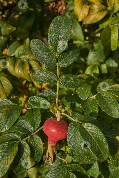 Скачать В саду расцвел шиповник (лат. Rosa) и созрели плоды. фотосток Ozero