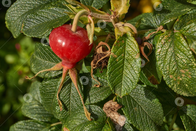 Скачать В саду расцвел шиповник (лат. Rosa) и созрели плоды. фотосток Ozero