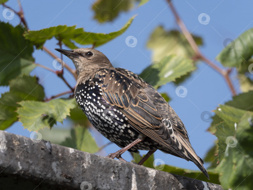 Скачать Обыкновенный скворец sturnus vulgaris, сидящий на заборе фотосток Ozero