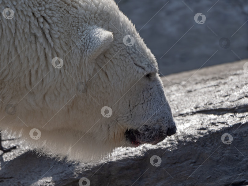 Скачать Белый медведь Ursus Maritimus в солнечный день фотосток Ozero