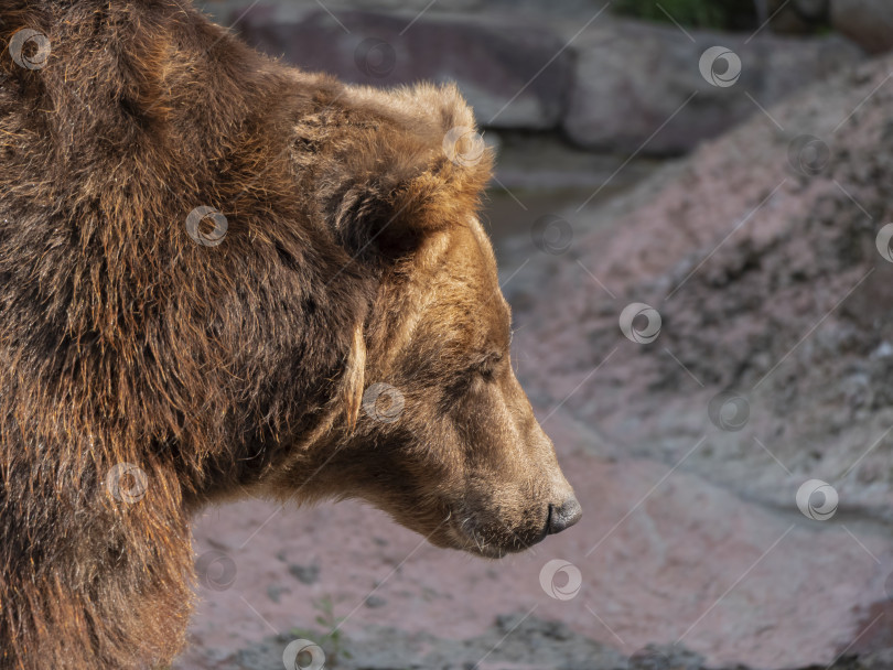 Скачать Портрет бурого медведя (Ursus arctos) на охоте фотосток Ozero
