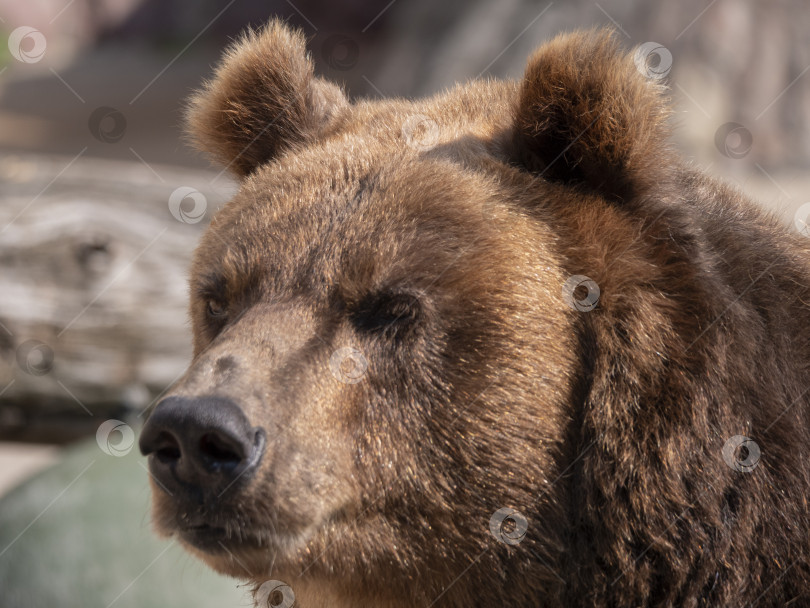 Скачать Портрет бурого медведя (Ursus arctos) на охоте фотосток Ozero