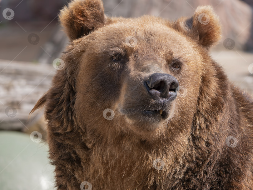 Скачать Портрет бурого медведя (Ursus arctos) на охоте фотосток Ozero