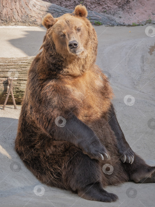 Скачать Портрет бурого медведя (Ursus arctos) на охоте фотосток Ozero