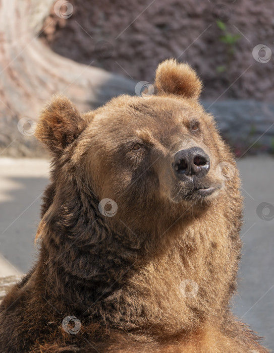 Скачать Портрет бурого медведя (Ursus arctos) на охоте фотосток Ozero