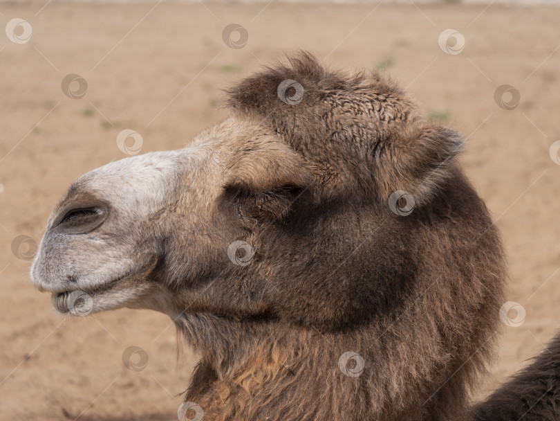 Скачать Портрет грациозного двугорбого верблюда, отдыхающего в тени фотосток Ozero