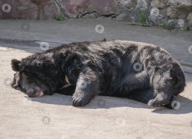 Скачать Гималайский медведь или уссурийский черный медведь Ursus thibetanus фотосток Ozero