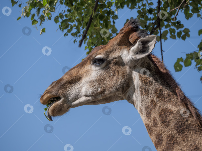 Скачать Красивый жираф стоит во весь рост на фоне голубого неба фотосток Ozero