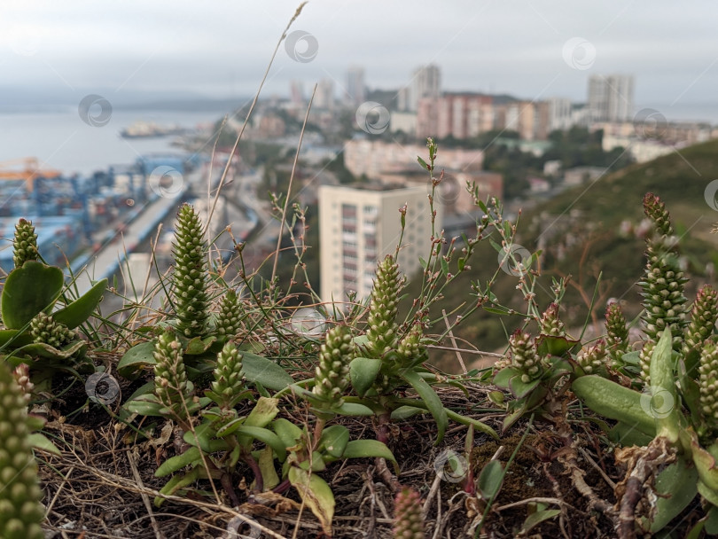 Скачать Суккуленты на скале на размытом фоне городского пейзажа фотосток Ozero