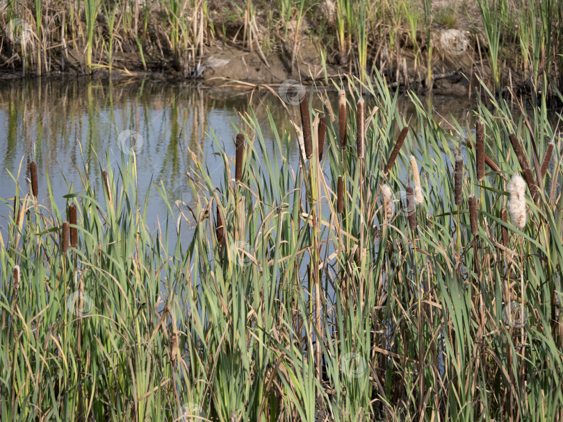 Скачать три дикие утки сидят на озере среди камышей фотосток Ozero