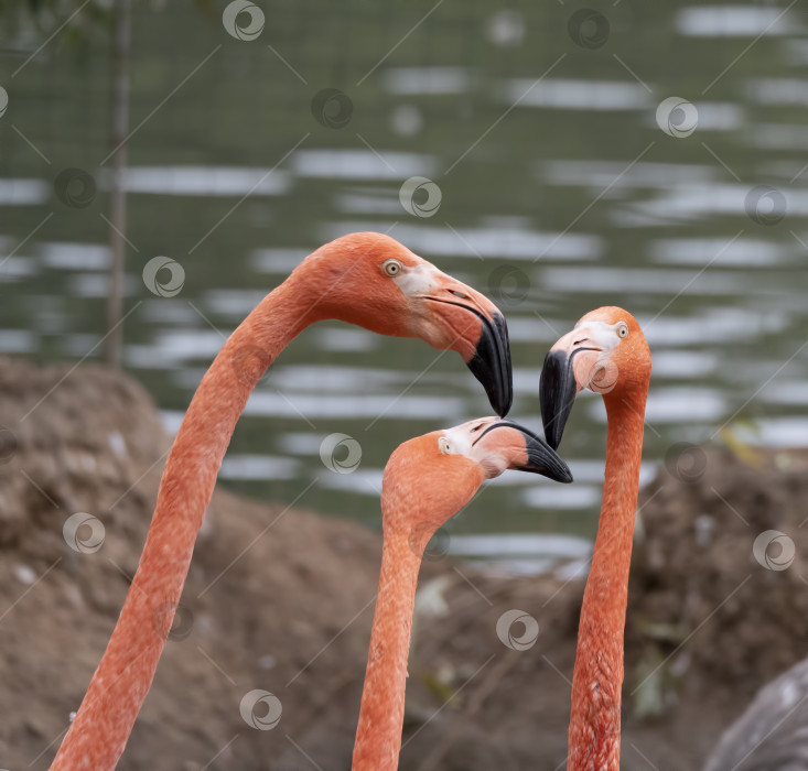 Скачать Портрет трех розовых фламинго на берегу озера фотосток Ozero
