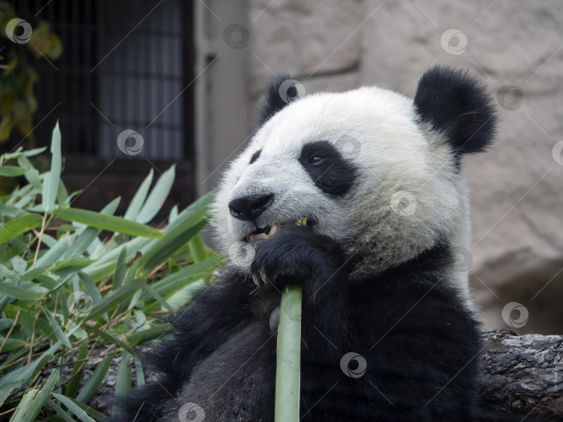 Скачать Веселая черно-белая панда ест бамбук фотосток Ozero