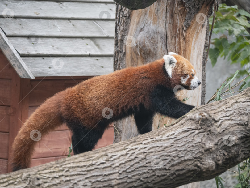 Скачать Красная панда, Firefox или Малая панда Ailurus fulgens на дереве фотосток Ozero