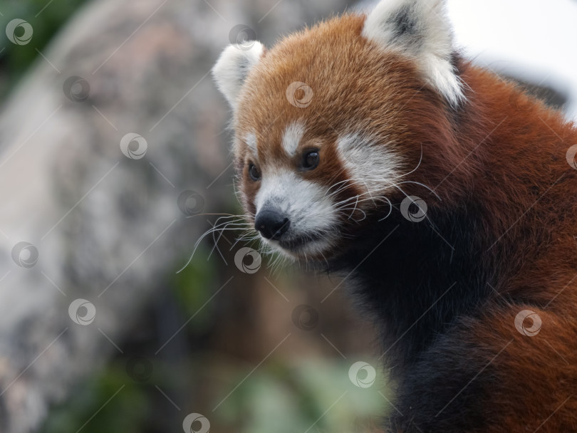 Скачать Красная панда, Firefox или Малая панда Ailurus fulgens на дереве фотосток Ozero