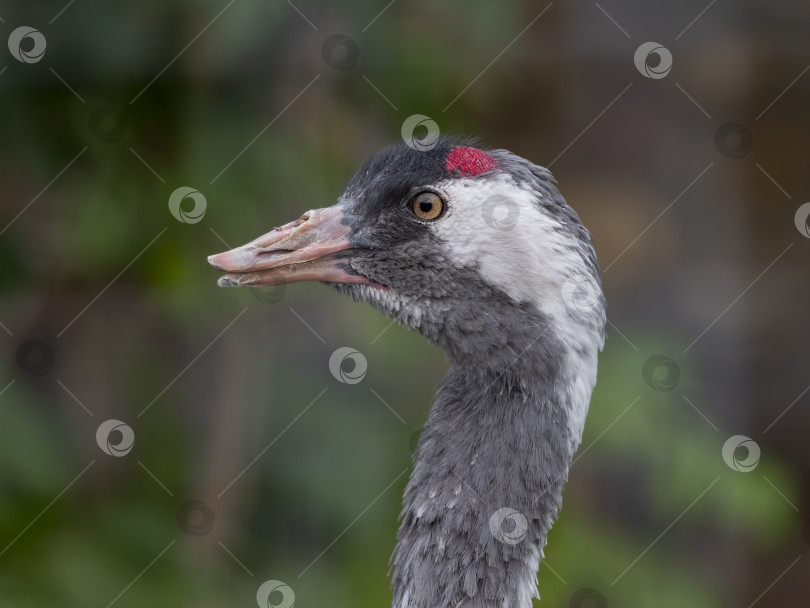 Скачать Портрет журавля с красной короной крупным планом Grus japonensis, также называемого японским журавлем фотосток Ozero