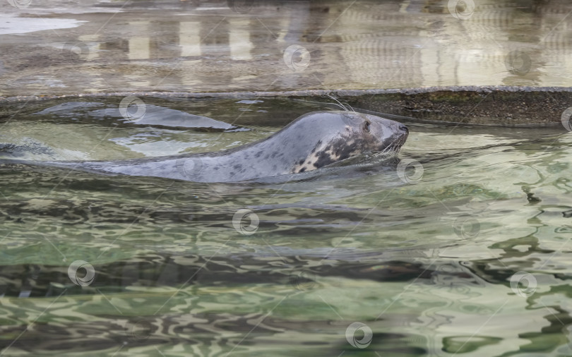 Скачать Очень милый пятнистый тюлень всплывает из волн фотосток Ozero