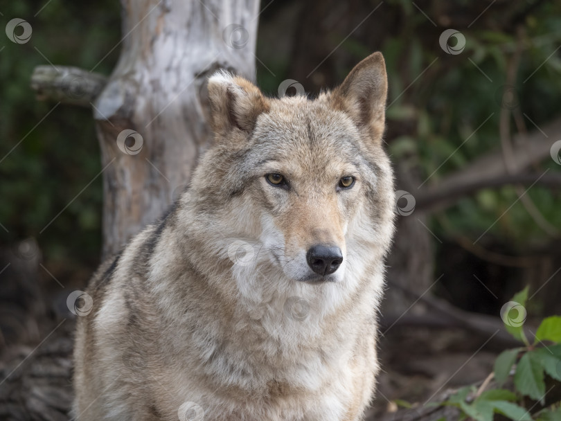 Скачать Портрет серого волка Canis lupus - животное в неволе фотосток Ozero