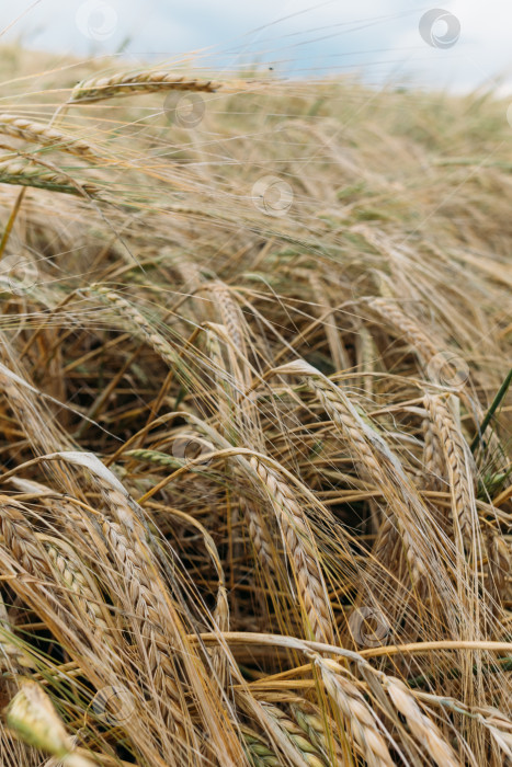 Скачать Рожь в поле, желтое пшеничное зерно, готовое к уборке на фермерском поле фотосток Ozero