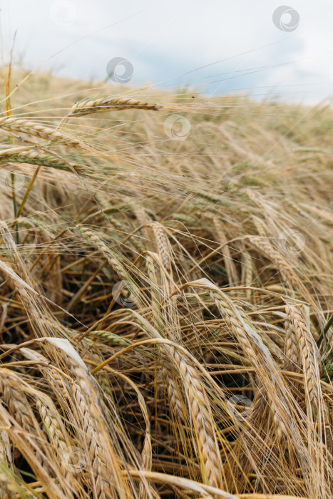 Скачать Рожь в поле, желтое пшеничное зерно, готовое к уборке на фермерском поле фотосток Ozero
