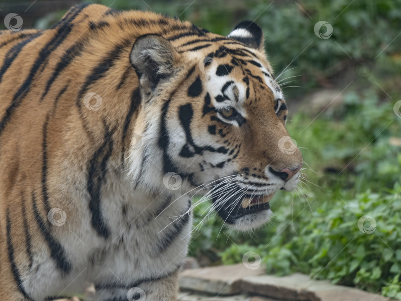 Скачать Крупный план морды хищного амурского тигра фотосток Ozero