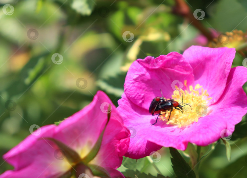 Скачать Cantharis rustica спаривается на розовом цветке Rosa canina на размытом фоне. Жуки-солдатики спариваются на кустах ежевики. Кожистокрылые жуки размножаются на шиповнике. Макрос. Место для копирования, крупным планом фотосток Ozero