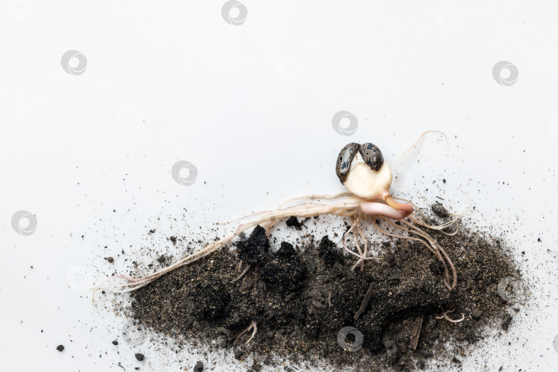 Скачать Пророщенное зерно с корнями, декоративное садовое растение (Ricinus) фотосток Ozero