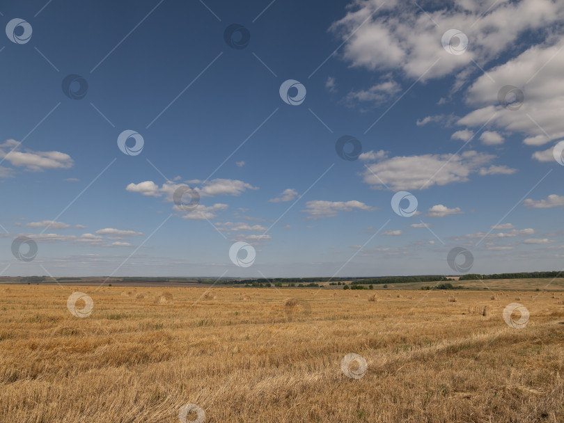 Скачать Желтое зерно, готовое к сбору урожая, растет на фермерском поле фотосток Ozero