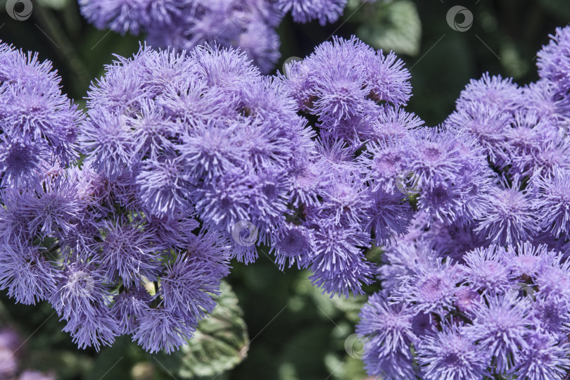 Скачать Фиолетовые летние цветы в цвету в качестве естественного фона фотосток Ozero