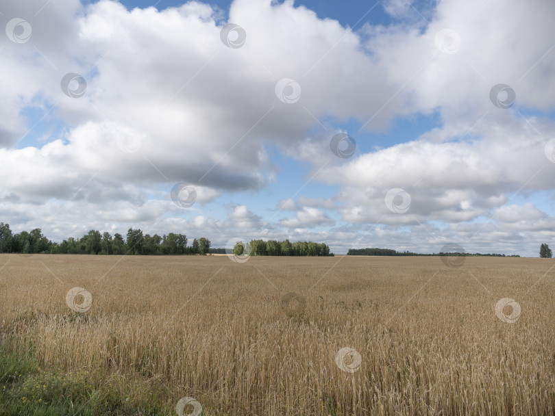 Скачать Желтое зерно, готовое к сбору урожая, растет на фермерском поле фотосток Ozero