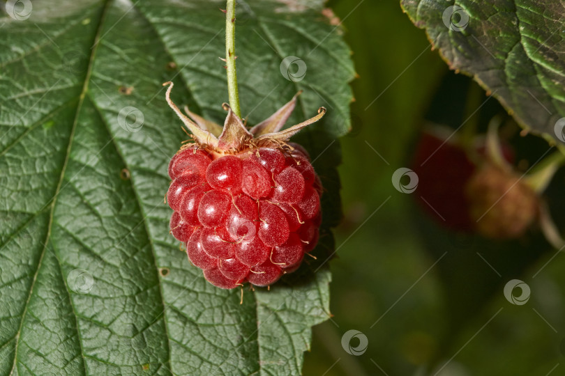 Скачать Спелая ягода малины крупным планом. Свежая малина на кусте в саду. фотосток Ozero