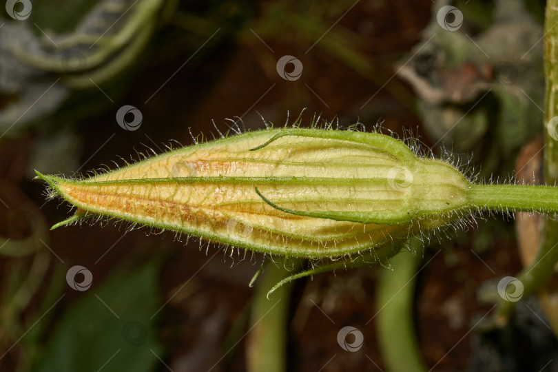 Скачать Цветок цуккини (лат. Cucurbita pepo var. giraumonas) крупным планом на грядке в саду. фотосток Ozero