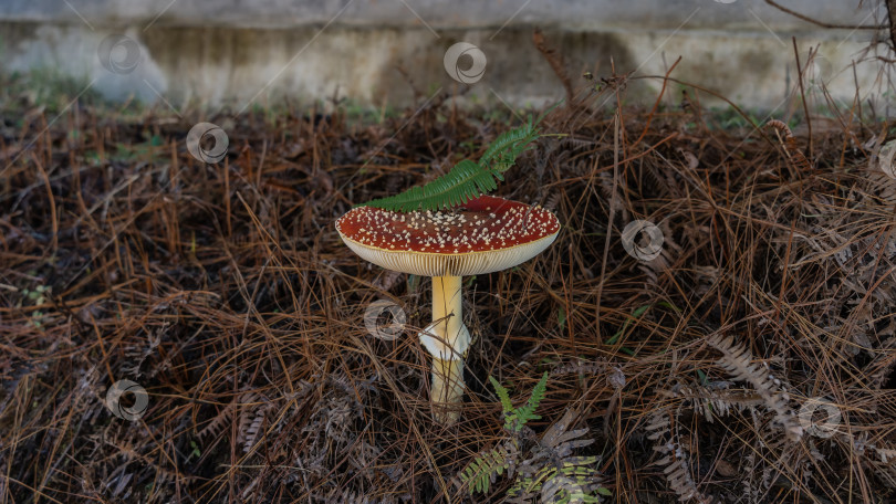 Скачать Красивый мухомор amanita muscaria в лесу. фотосток Ozero
