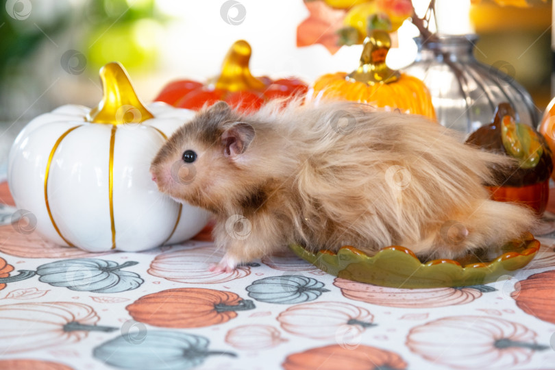 Скачать Забавный лохматый хомяк в осеннем декоре на Хэллоуин среди тыкв и желтых листьев на столе. Праздник урожая фотосток Ozero