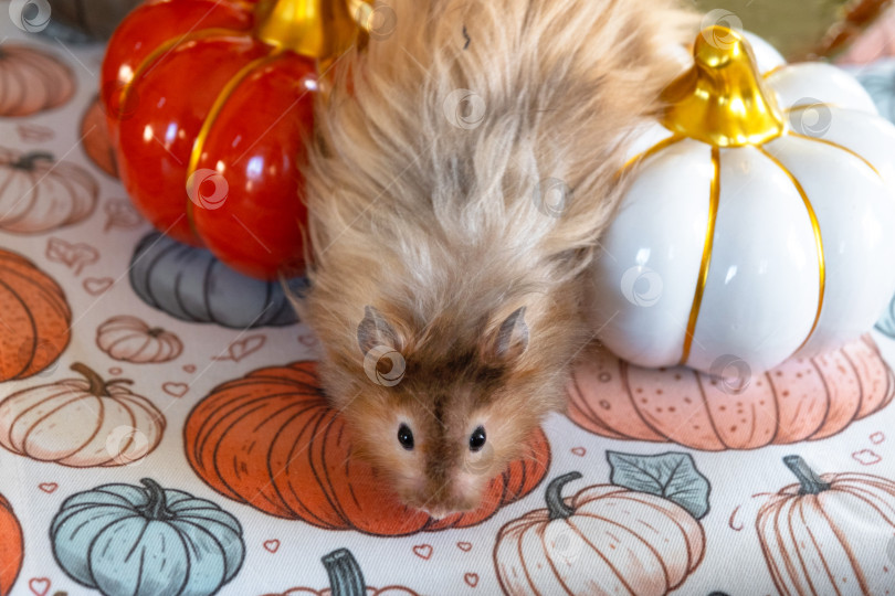 Скачать Забавный лохматый хомяк в осеннем декоре на Хэллоуин среди тыкв и желтых листьев на столе. Праздник урожая фотосток Ozero