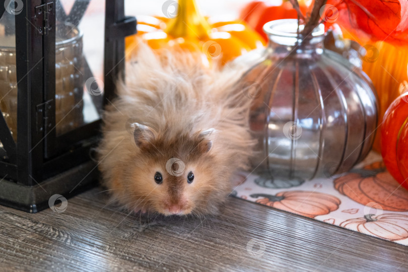 Скачать Забавный лохматый хомяк в осеннем декоре на Хэллоуин среди тыкв и желтых листьев на столе. Праздник урожая фотосток Ozero