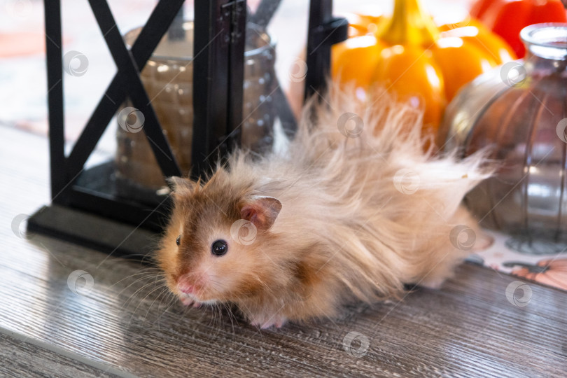 Скачать Забавный лохматый хомяк в осеннем декоре на Хэллоуин среди тыкв и желтых листьев на столе. Праздник урожая фотосток Ozero