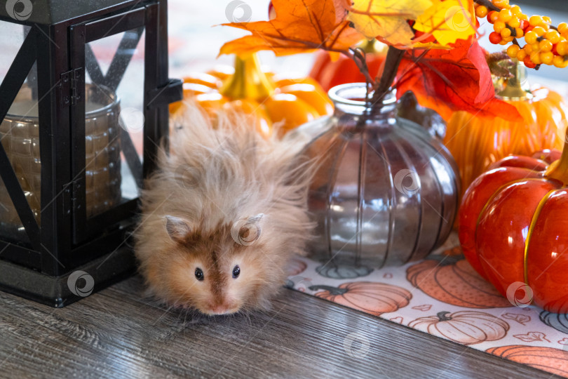 Скачать Забавный лохматый хомяк в осеннем декоре на Хэллоуин среди тыкв и желтых листьев на столе. Праздник урожая фотосток Ozero