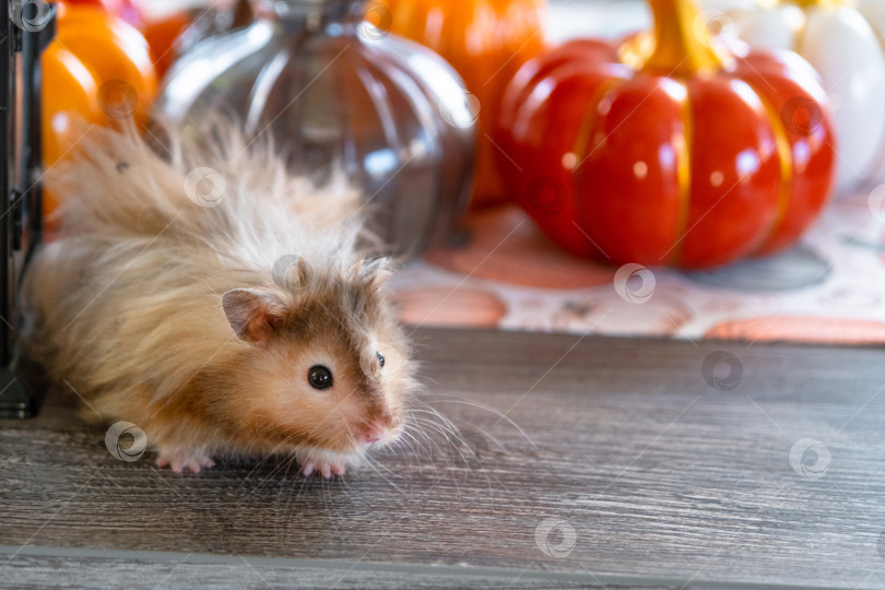 Скачать Забавный лохматый хомяк в осеннем декоре на Хэллоуин среди тыкв и желтых листьев на столе. Праздник урожая фотосток Ozero