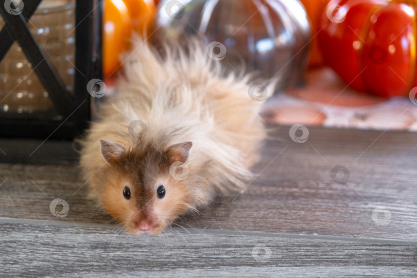 Скачать Забавный лохматый хомяк в осеннем декоре на Хэллоуин среди тыкв и желтых листьев на столе. Праздник урожая фотосток Ozero
