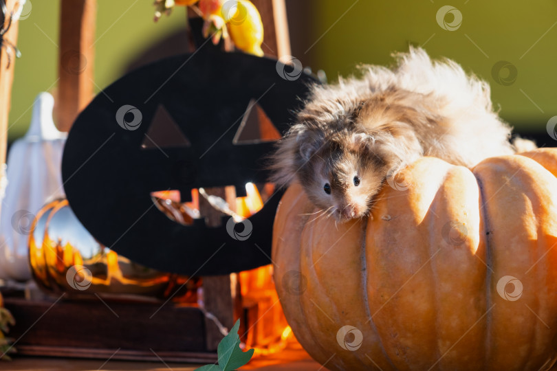 Скачать Забавный лохматый хомяк сидит на тыкве в декорациях Хэллоуина среди гирлянд, фонарей и свечей. Праздник урожая фотосток Ozero