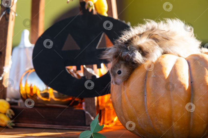 Скачать Забавный лохматый хомяк сидит на тыкве в декорациях Хэллоуина среди гирлянд, фонарей и свечей. Праздник урожая фотосток Ozero
