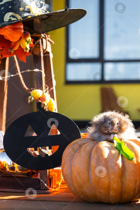 Скачать Забавный лохматый хомяк сидит на тыкве в декорациях Хэллоуина среди гирлянд, фонарей и свечей. Праздник урожая фотосток Ozero