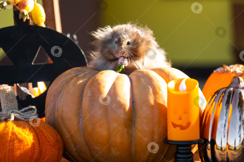 Скачать Забавный лохматый хомяк сидит на тыкве в декорациях Хэллоуина среди гирлянд, фонарей и свечей. Праздник урожая фотосток Ozero