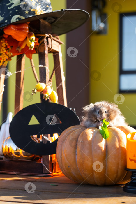 Скачать Забавный лохматый хомяк сидит на тыкве в декорациях Хэллоуина среди гирлянд, фонарей и свечей. Праздник урожая фотосток Ozero