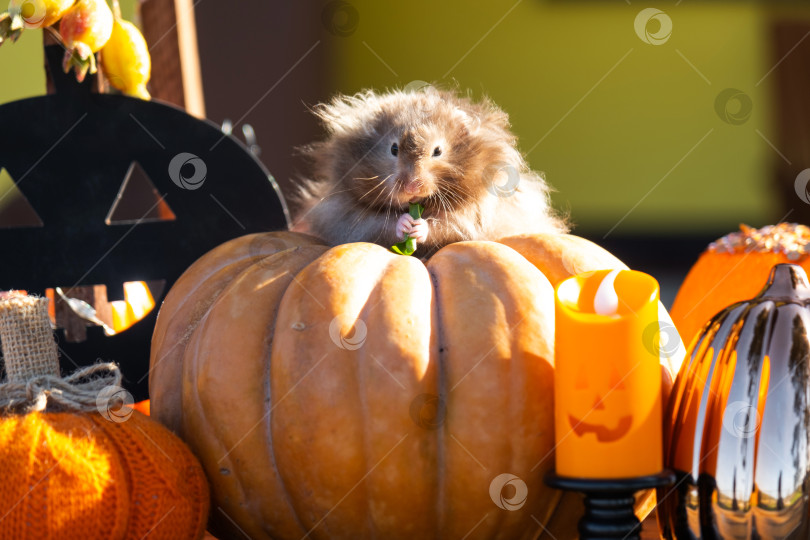 Скачать Забавный лохматый хомяк сидит на тыкве в декорациях Хэллоуина среди гирлянд, фонарей и свечей. Праздник урожая фотосток Ozero
