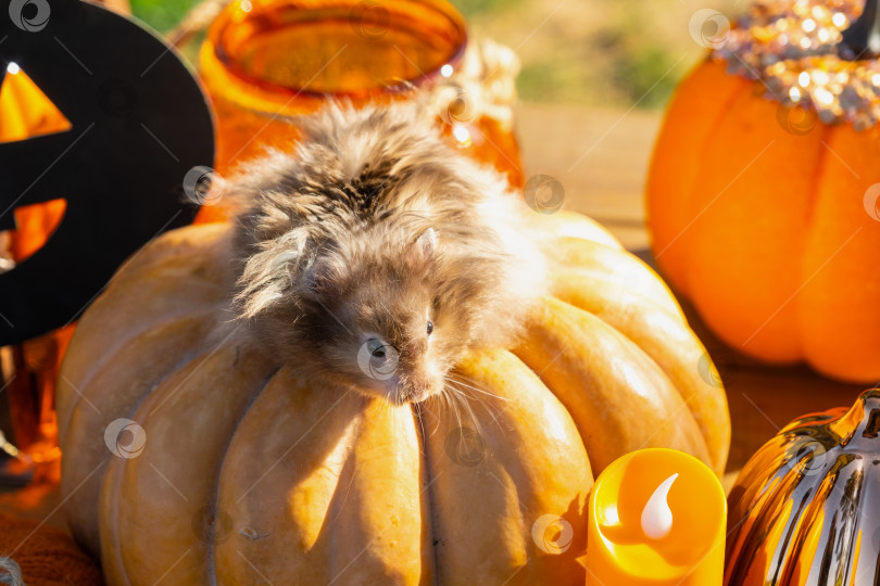 Скачать Забавный лохматый хомяк сидит на тыкве в декорациях Хэллоуина среди гирлянд, фонарей и свечей. Праздник урожая фотосток Ozero