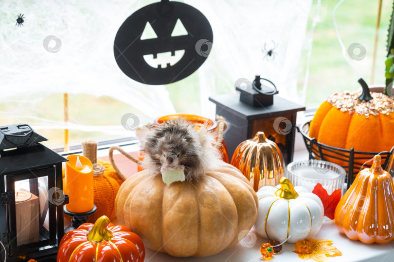 Скачать Забавный лохматый пушистый хомячок сидит на тыкве и жует листик в декорациях Хэллоуина среди гирлянд, фонариков, свечей. Праздник урожая фотосток Ozero
