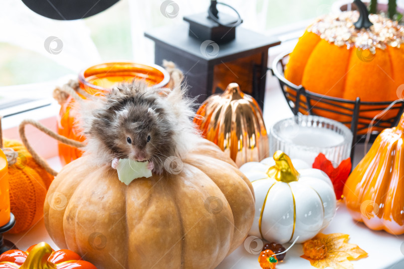 Скачать Забавный лохматый пушистый хомячок сидит на тыкве и жует листик в декорациях Хэллоуина среди гирлянд, фонариков, свечей. Праздник урожая фотосток Ozero