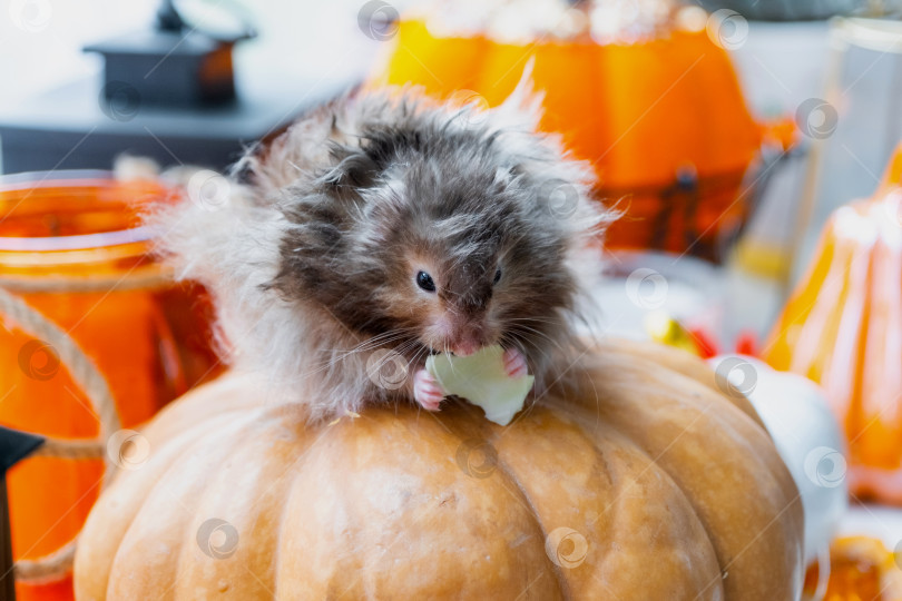 Скачать Забавный лохматый пушистый хомячок сидит на тыкве и жует листик в декорациях Хэллоуина среди гирлянд, фонариков, свечей. Праздник урожая фотосток Ozero
